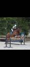 Litonya des Edennes SF 4ans 