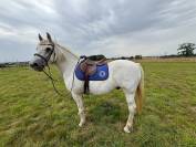 Cheval à vendre 