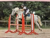 Cheval à vendre 