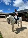 Cheval à vendre 