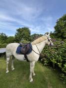 Cheval à vendre 