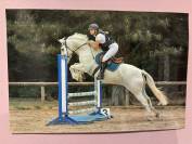 Cheval à vendre 
