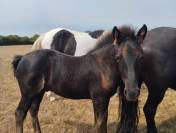 Poulain Merens pp