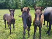Poulain Merens pp