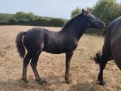 Poulain Merens pp
