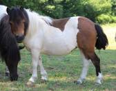 Pouliche shetland pie baie