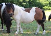 Pouliche shetland pie baie