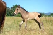Poulain pfs 