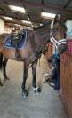Cheval pur sang