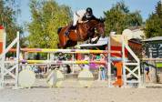 Beau Selle Français de 9 ans