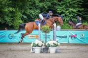 Beau Selle Français de 9 ans