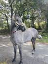 Recherche Demi-Pension