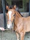 Poulain poney PFS taille D