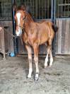 Poulain poney PFS taille D