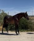 À vendre - Jeune Cheval Espagnol 