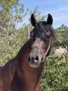 À vendre - Jeune Cheval Espagnol 