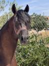 À vendre - Jeune Cheval Espagnol 