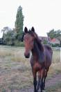 Poulain BWP a vendre 