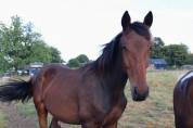Poulain BWP a vendre 