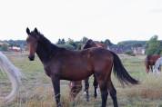 Poulain BWP a vendre 