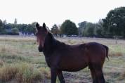 Poulain BWP a vendre 