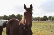 Poulain BWP a vendre 