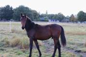 Poulain BWP a vendre 