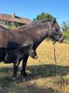 Pouliche Shetland PP