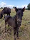 Pouliche Shetland PP