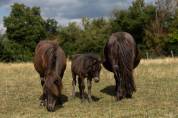 Pouliche Shetland PP