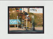 CHEVAL DE 4 ANS