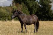 Pouliche 1 an Shetland PP
