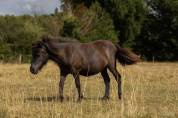 Pouliche 1 an Shetland PP