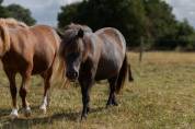 Pouliche 1 an Shetland PP