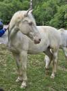 VENDS BURDY HONGRE CREME 15 ANS
