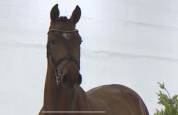 Hongre 5 ans cso