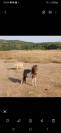 Cheval miniature OC 1an½