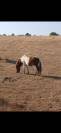 Cheval miniature OC 1an½
