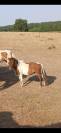Cheval miniature OC 1an½