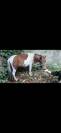 Cheval miniature OC 1an½