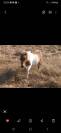 Cheval miniature OC 1an½