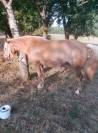Jument Haflinger