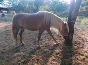 Jument Haflinger