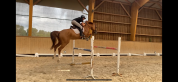 Hongre - 168cm - 7ans 