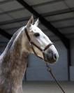Hongre PRE 7 ans à vendre 