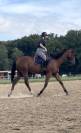 Pur sang - Hongre, 4 ans