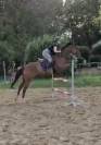 Pur sang - Hongre, 4 ans
