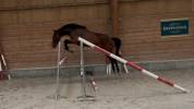 Jeune cheval pour CCE/CSO ou loisirs