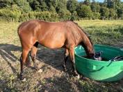 Jeune cheval pour CCE/CSO ou loisirs
