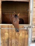 Jeune cheval pour CCE/CSO ou loisirs